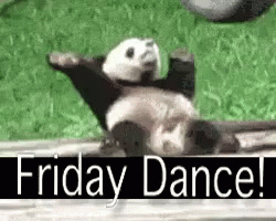 A panda doing a friday happy dance!